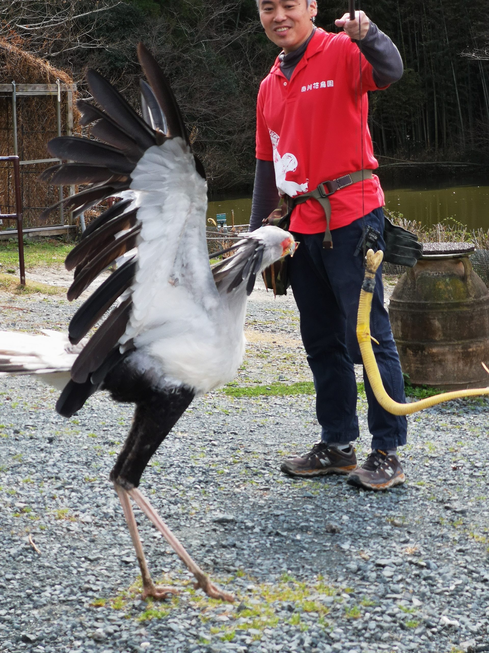 掛川花鳥園の楽しみ方 ヘビクイワシ の華麗なキックがお勧め 小さな友達インコとの暮らし